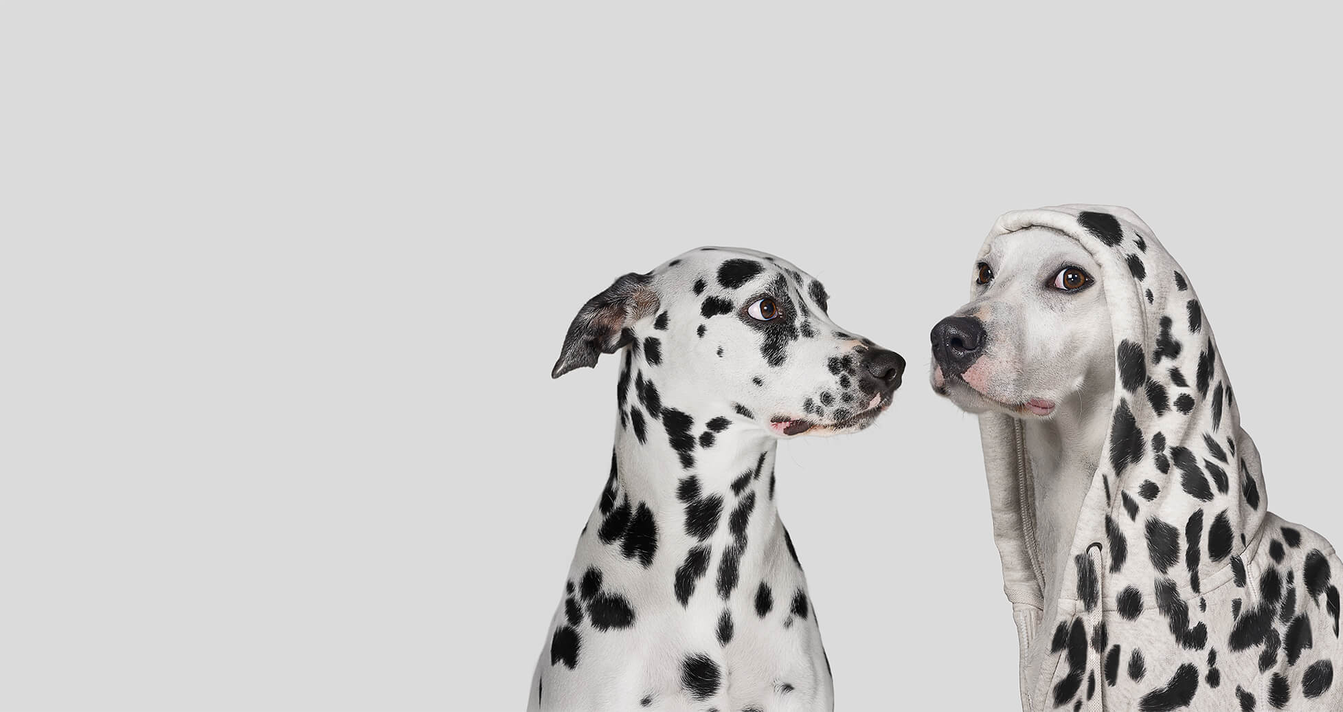 getty_perros_gfk_neon_media
